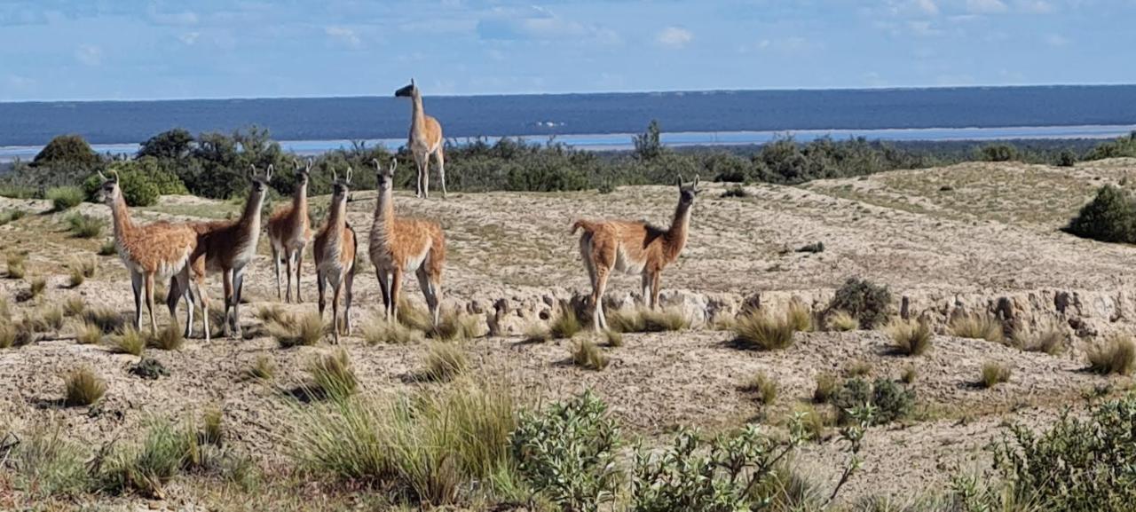 La Elvira Natural Lodge Nature & Wildlife Experience In Peninsula Valdes Punta Delgada Exterior foto