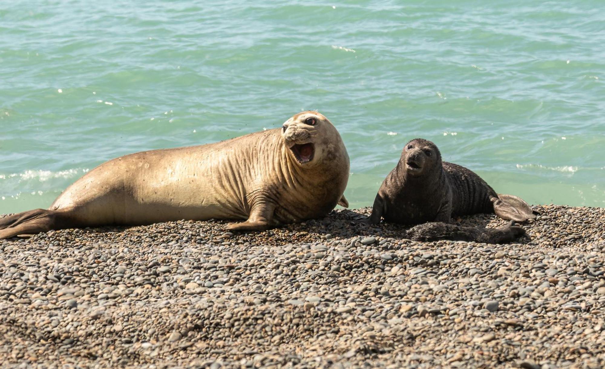 La Elvira Natural Lodge Nature & Wildlife Experience In Peninsula Valdes Punta Delgada Exterior foto